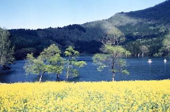 北竜湖の菜の花