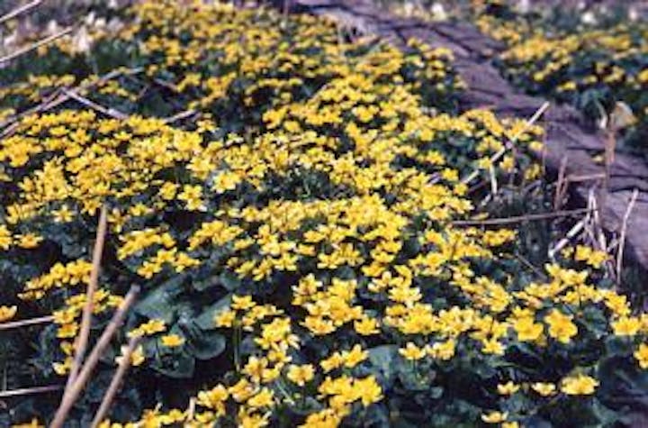 斑尾高原のリュウキンカ