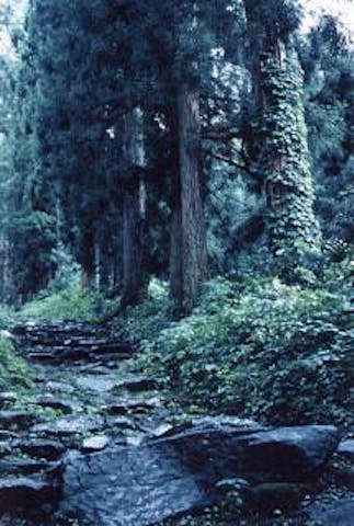 小菅神社の杉並木