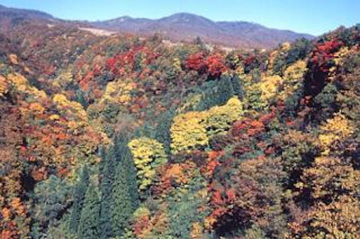 なべくら高原の紅葉