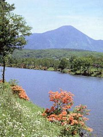 白樺湖のレンゲツツジ