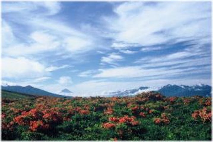 車山高原のレンゲツツジ