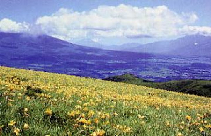 車山高原のニッコウキスゲ