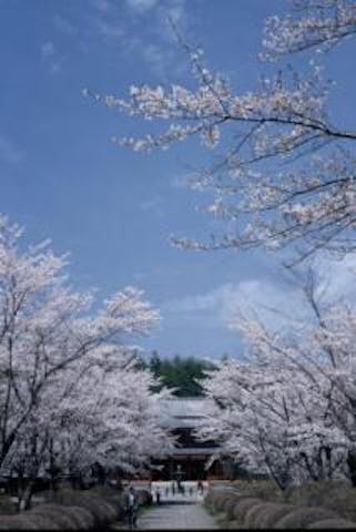 蓼科山聖光寺の桜