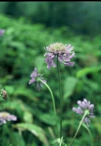 車山高原のマツムシソウ
