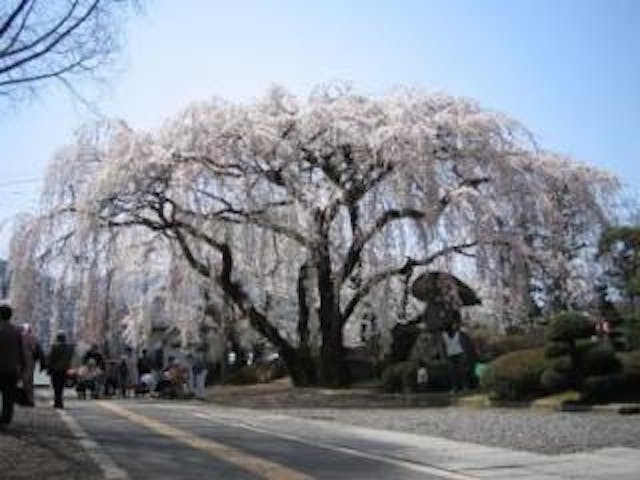 塩尻市役所のシダレザクラ