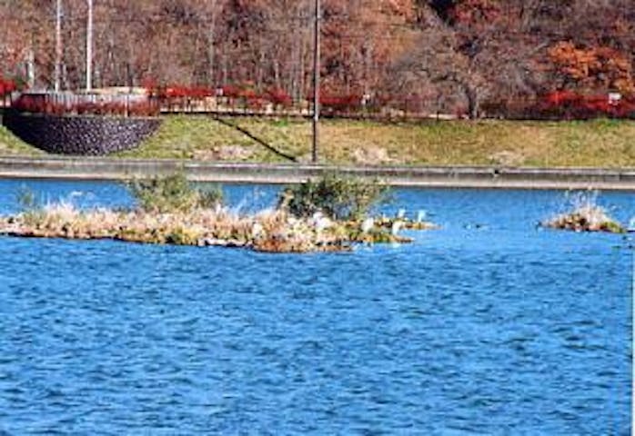 杉の木貯水池の野鳥