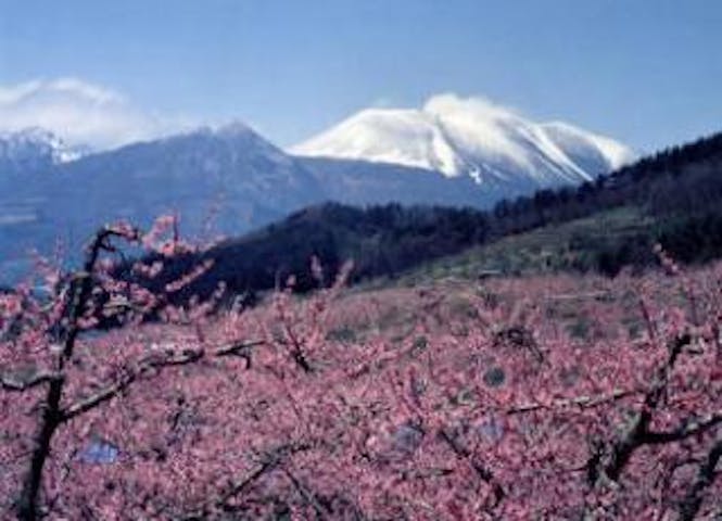 桃源郷の桃の花