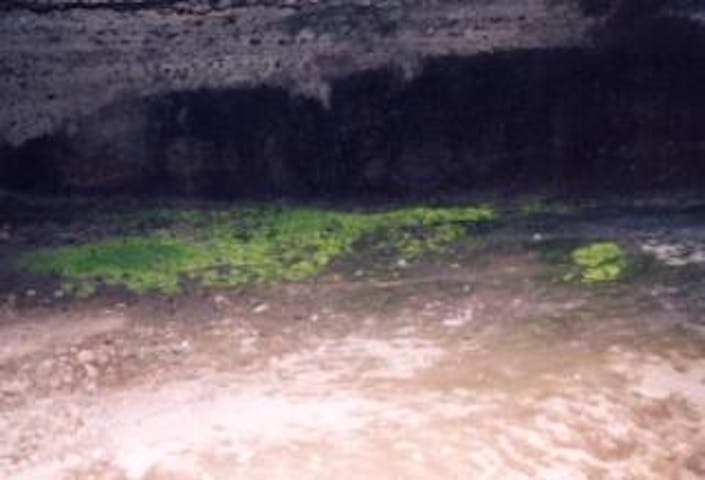 岩村田ヒカリゴケ自生地