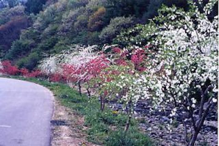 内山のシダレハナモモ