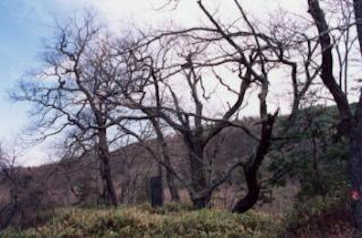 山の神のコナラ群