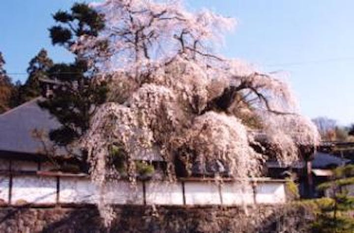 福王寺のしだれ桜
