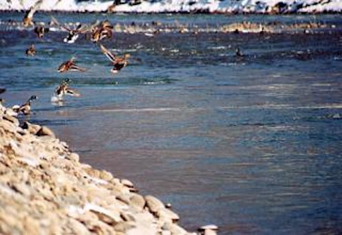 千曲川河川敷のコガモ・トモエガモ