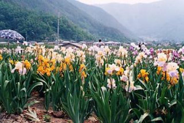 ジャーマンアイリス観光花園