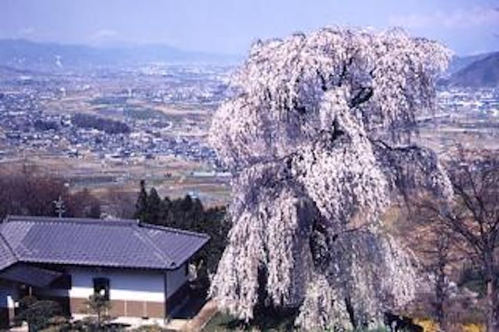 姨捨のしだれ桜