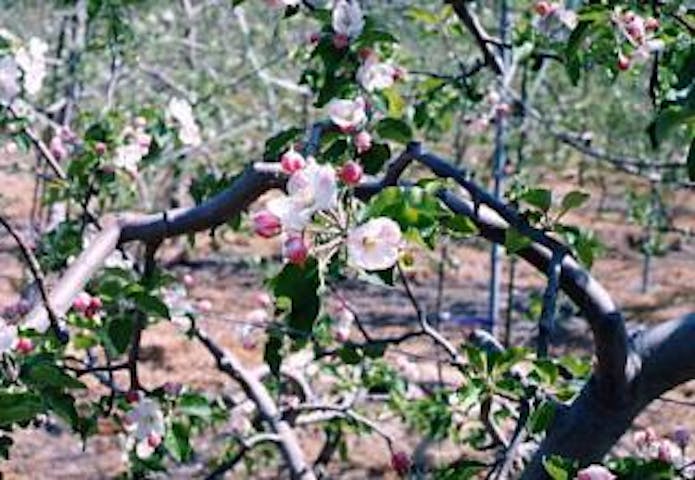 千曲市上山田のりんごの花