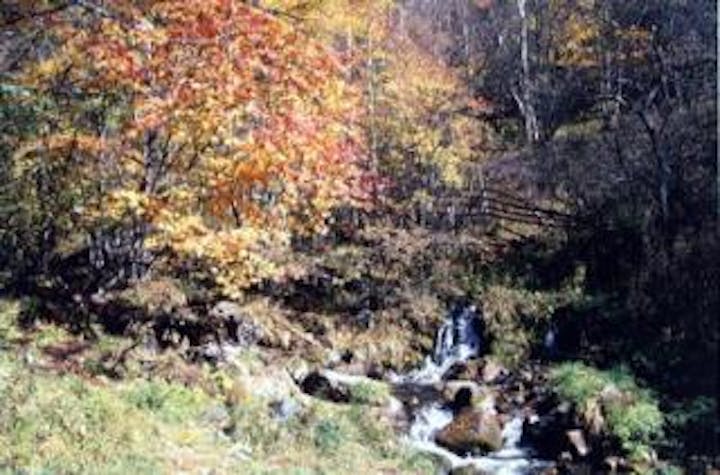 湯の丸高原所沢川の渓流