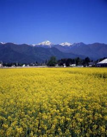 旬の味「ほりがね物産センター」の菜の花
