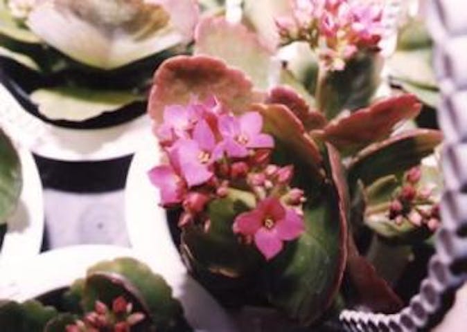 アルプガーデン