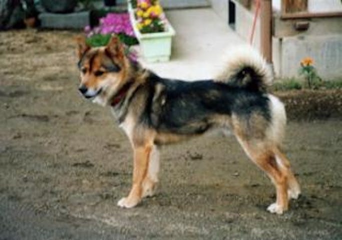 川上犬