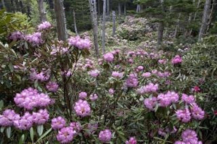 十文字峠の石楠花