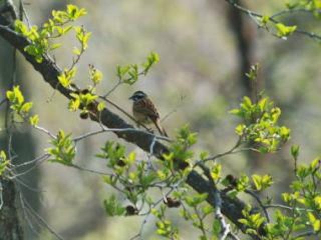 立原高原の野鳥
