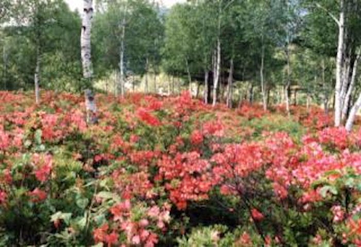 立原高原のレンゲツツジ