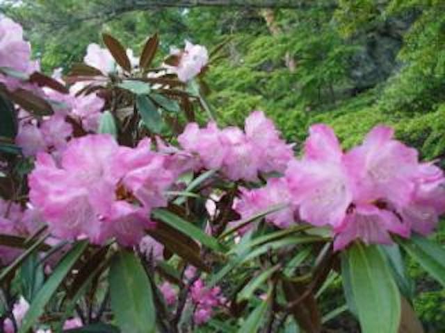 御座山のシャクナゲ