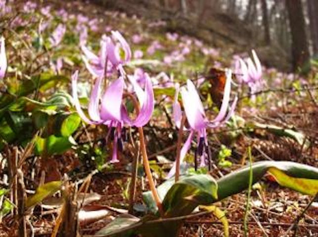 曽原のカタクリの花