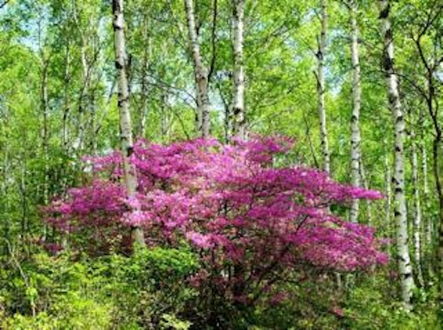 八千穂高原のトウゴクミツバツツジ
