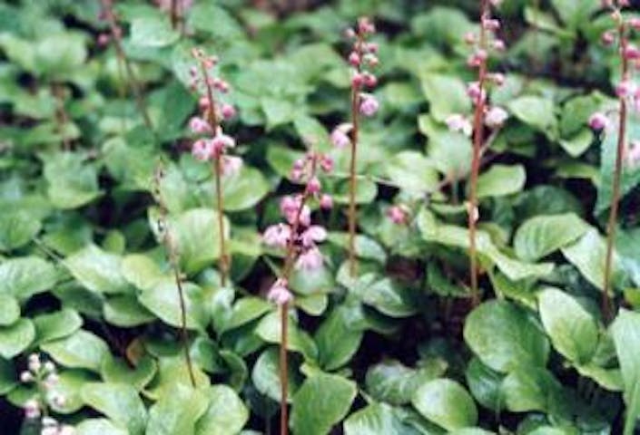 八千穂高原のベニバナイチヤクソウ