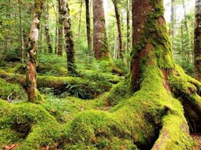 白駒の池原生林