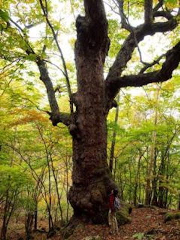 茂来山のトチノキ