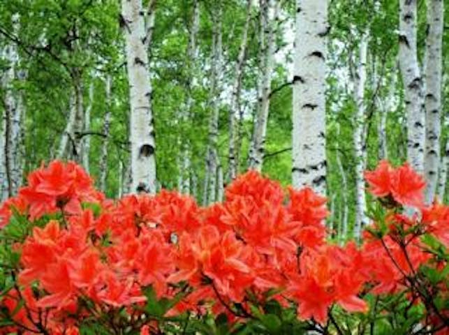 八千穂高原花木園