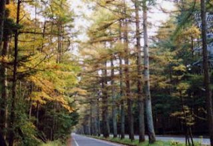 三笠通りのカラマツ並木