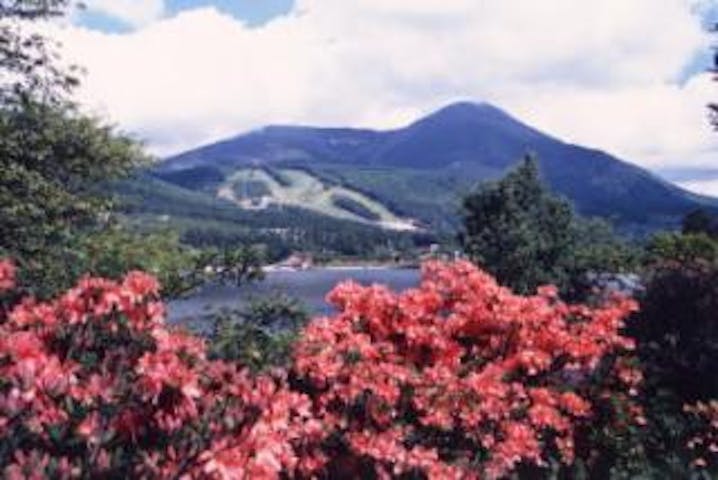 白樺高原のレンゲツツジ