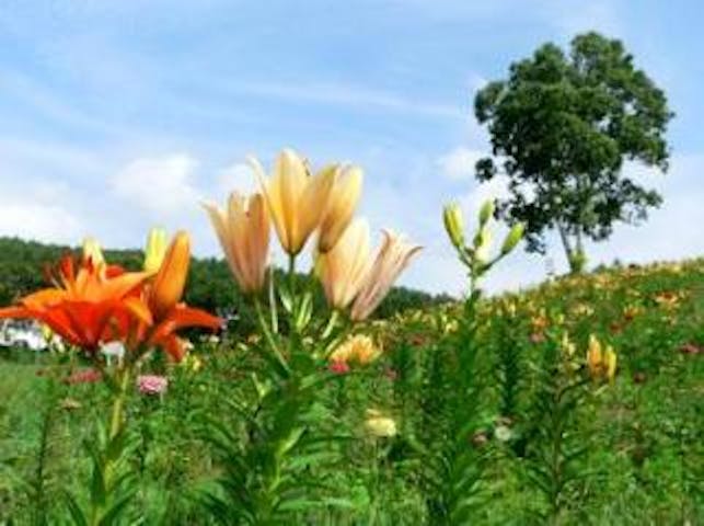 黄金アカシアの森（白樺リゾート池の平ファミリーランド内）