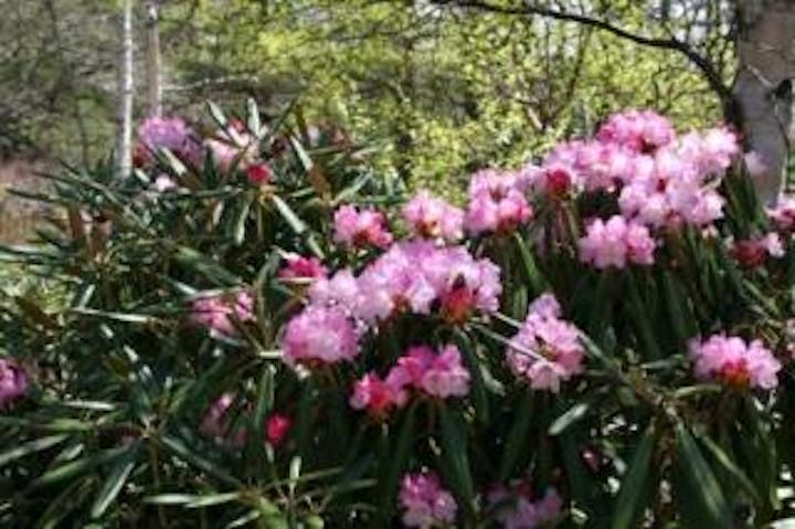 御泉水自然園のシャクナゲ