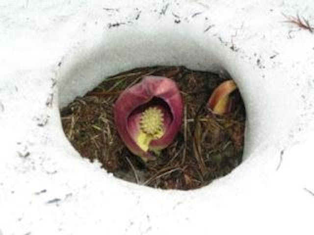 女神湖のザゼンソウ