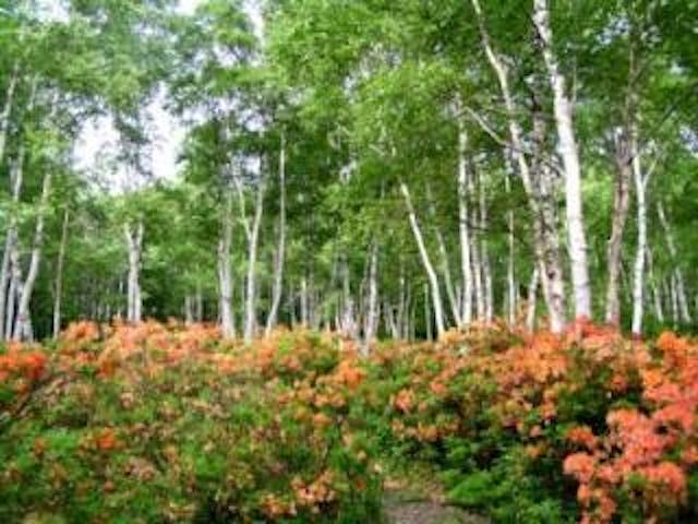 御泉水自然園のレンゲツツジ