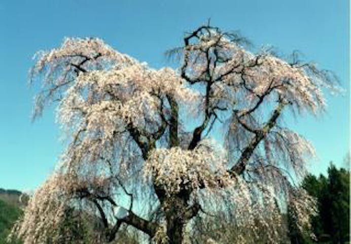 久保の大枝垂桜