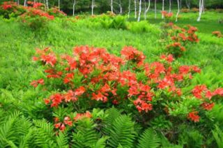 入笠山のレンゲツツジ