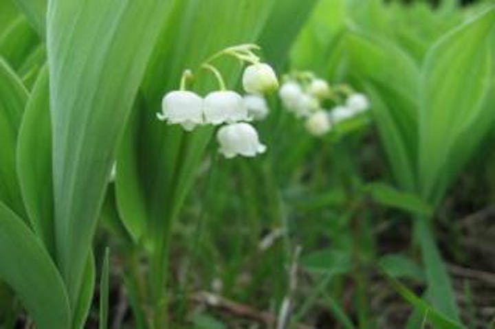 入笠山のすずらん