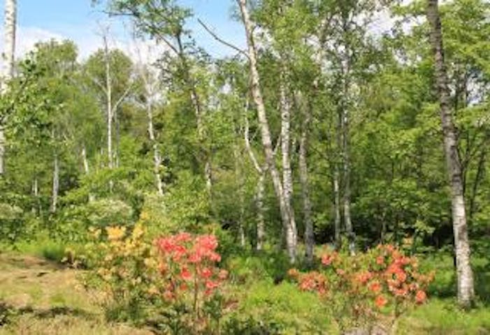 八ヶ岳中央高原のレンゲツツジ