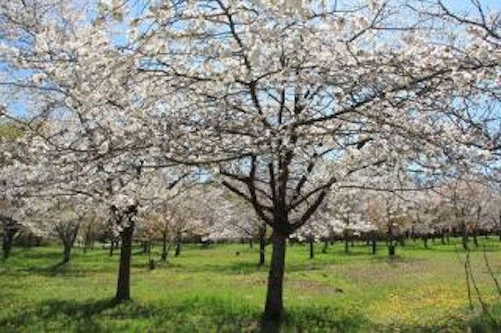 八ヶ岳中央高原の山桜