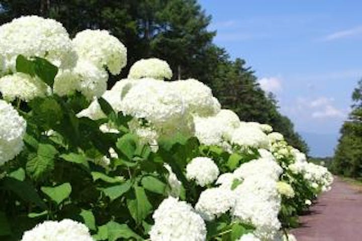 原村ペンションビレッジのアナベル