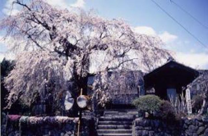 慈福院シダレ桜