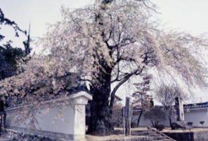 伊那の三女ゆかりの桜