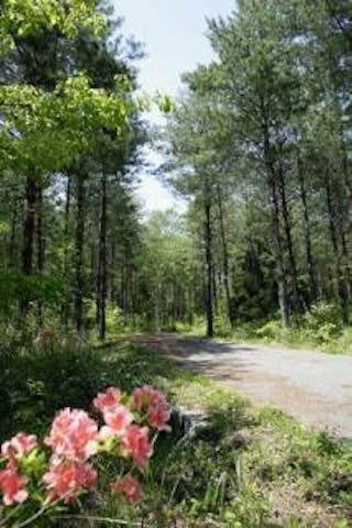 森林セラピーR セラピーロード　信州大芝高原みんなの森