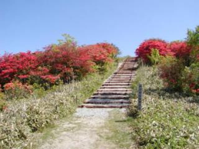 陣馬形山頂のつつじ
